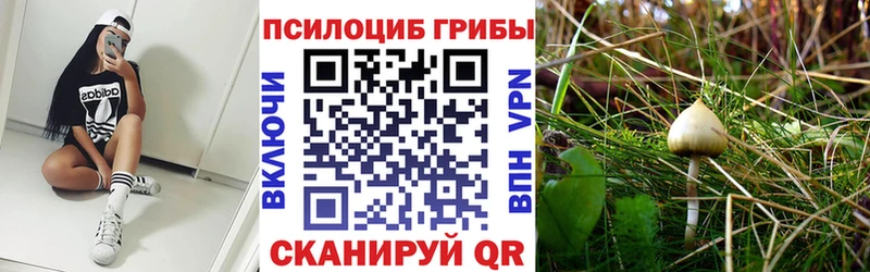 купить наркотик  Шагонар  Галлюциногенные грибы Cubensis 